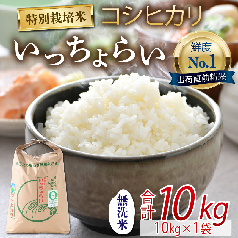 【9月下旬より発送開始】【令和6年産新米】【一等米】特別栽培米 いっちょらい 無洗米 10kg×1袋  ／ 福井県産 ブランド米 コシヒカリ ご飯 白米 新鮮 大賞 受賞
