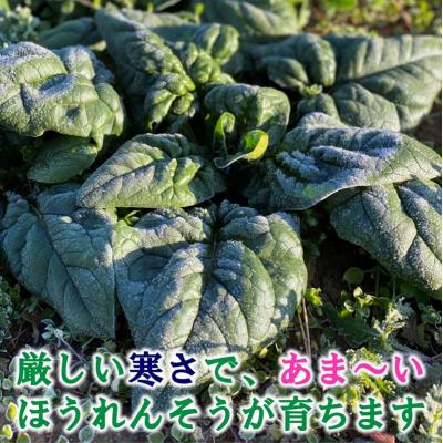 ふるさと納税 普代村 寒じめほうれんそう 約210g×7袋 【11月下旬頃〜2月下旬 期間限定】 野菜 |  | 02