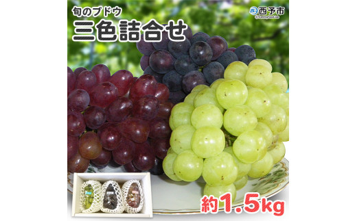 予約受付＜旬のブドウ 三色詰合せ 約1.5kg＞ 果物 フルーツ ぶどう 葡萄 3種類 セット 詰め合わせ つめあわせ 食べ比べ お楽しみ 期間限定 季節限定 食べて応援 特産品 愛媛県 西予市【冷蔵】『2026年8月中旬～8月下旬迄に順次出荷予定』