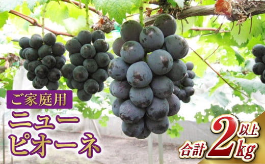 ご家庭用 ニュー ピオーネ 合計2kg以上