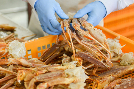 ボイル 本ずわいがに 爪 500g×1 カジマ ずわい蟹 ズワイガニ ずわいがに かに カニ 蟹 かに爪 カニ爪_AF017