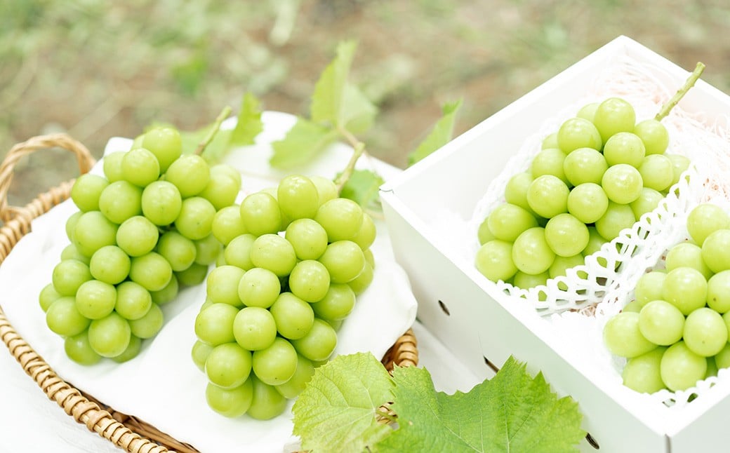 プレミアム大粒シャインマスカット1房（700g以上）【2026年8月下旬から10月上旬頃発送予定】