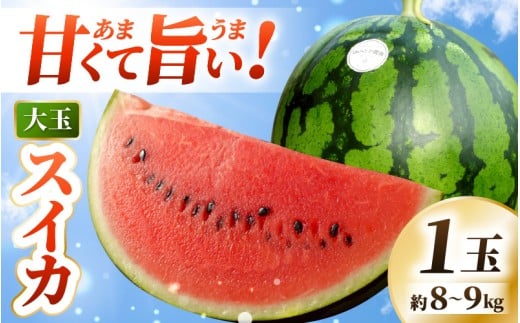 【先行予約】 坂井市産 ハウススイカ 1玉入り 8～9kg (大玉) 一度食べたらやみつき！甘さと美味しさに心が弾む ハウススイカ！ 【2026年6月中旬以降順次発送予定】【スイカ 西瓜 すいか デザート 果物 くだもの 夏 甘い ジューシー 旬の果物 産地直送】 [A-16205]