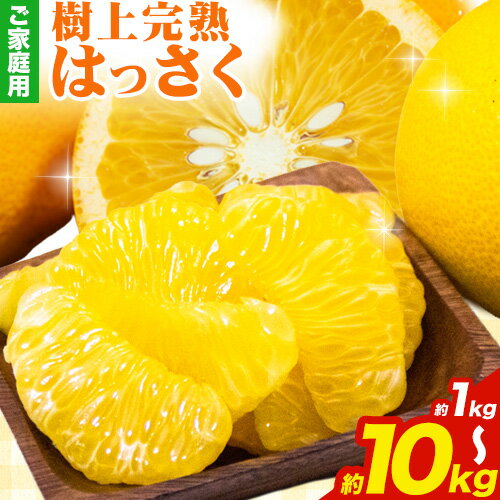 【ふるさと納税】樹上完熟 ご家庭用 訳あり はっさく 八朔 みかん 1kg+250g 2.5kg+250g 5kg+250g 10kg+250g 傷み補償分 池田鹿蔵農園 《2026年4月上旬-5月末頃出荷》和歌山県 日高町 送料無料 はっさくみかん 家庭用 光センサー選別 八朔 訳ありはっさく【配送不可地域あり】