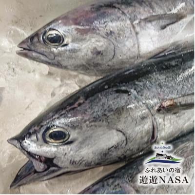 ふるさと納税 海陽町 《5パック|計1.25kg》スマカツオ　宗田鰹たたき(250g×5P)　希少高級!幻の魚 |  | 03