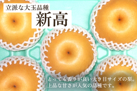 【2024年先行予約】和梨 新高 5kg（6～9玉）《10月上旬から順次発送》 果物 なし にいたか 梨 フルーツ 新鮮 ジューシー 産地 加茂市 樋口農園