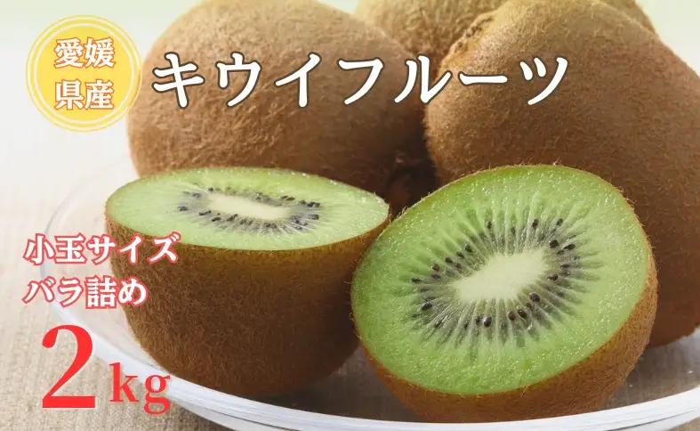 【2026年先行予約】キウイ バラ詰め 2kg 小玉サイズ限定 農園直送 先行予約 【10月中旬から順次発送予定】 キウイフルーツ 愛媛 数量限定 伊予市｜A127