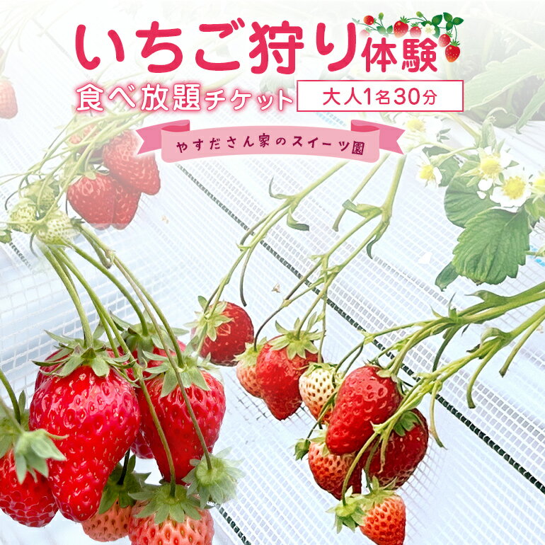 【ふるさと納税】やすださん家のスイーツ園　いちご狩り体験　大人1名30分食べ放題チケット イチゴ 苺 フルーツ 果物
