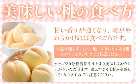 【2026年発送】浅口市産 白桃 約2kg(7～9玉) SUEHIRO農園《2026年6月下旬-8月下旬頃出荷》