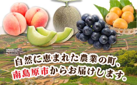 【12回 定期便】季節の果物 詰め合わせ フルーツセット 旬の果物をお任せで2〜3品目お届け （2〜3品目×12回） / 果物 セット 南島原市 / 吉岡青果 [SCZ014]