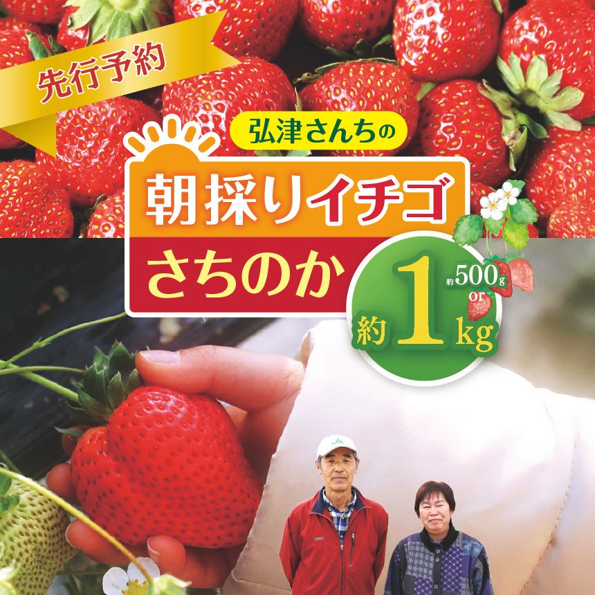 【ふるさと納税】 【 先行予約 】 弘津さんち の 朝採り イチゴ さちのか 約 500g ～ 1kg ( 約 500g × 1 ～ 2パック ) 令和9年 1月中旬～3月発送 ｜ さちのか いちご イチゴ 苺 朝採れ 完熟 新鮮 贈答 冬 冷蔵便 クール便 山口県 平生町
