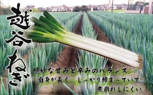 【ふるさと納税】越谷ねぎ（白ねぎ5kg） ／ ネギ 葱 白ネギ 白葱 野菜 甘み 辛み 送料無料 埼玉県 No.029
