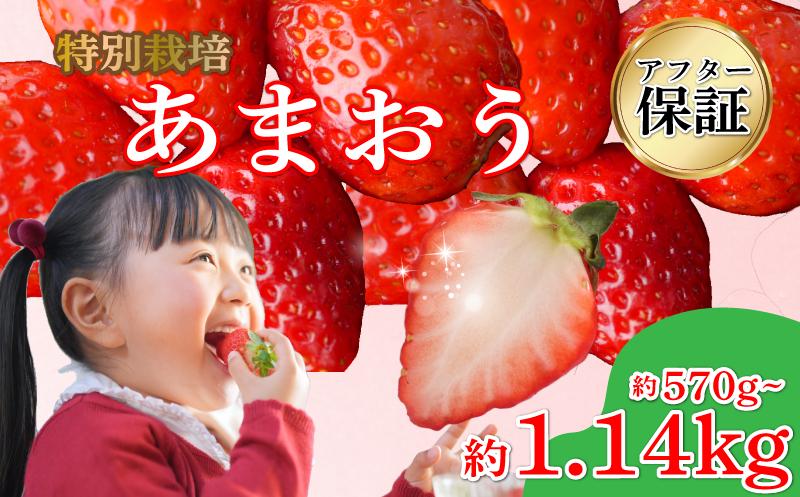 
                  【2027年発送 選べる発送月】 訳あり 苺 あまおう 570g~1.14kg (285g×2~4P) いちご あまおう 福岡県産苺 いちご あまおう イチゴ 苺 あまおう 苺 数量限定 苺 いちご あまおう 福岡県産 苺 いちご あまおう【1月上旬より順次出荷】 
                