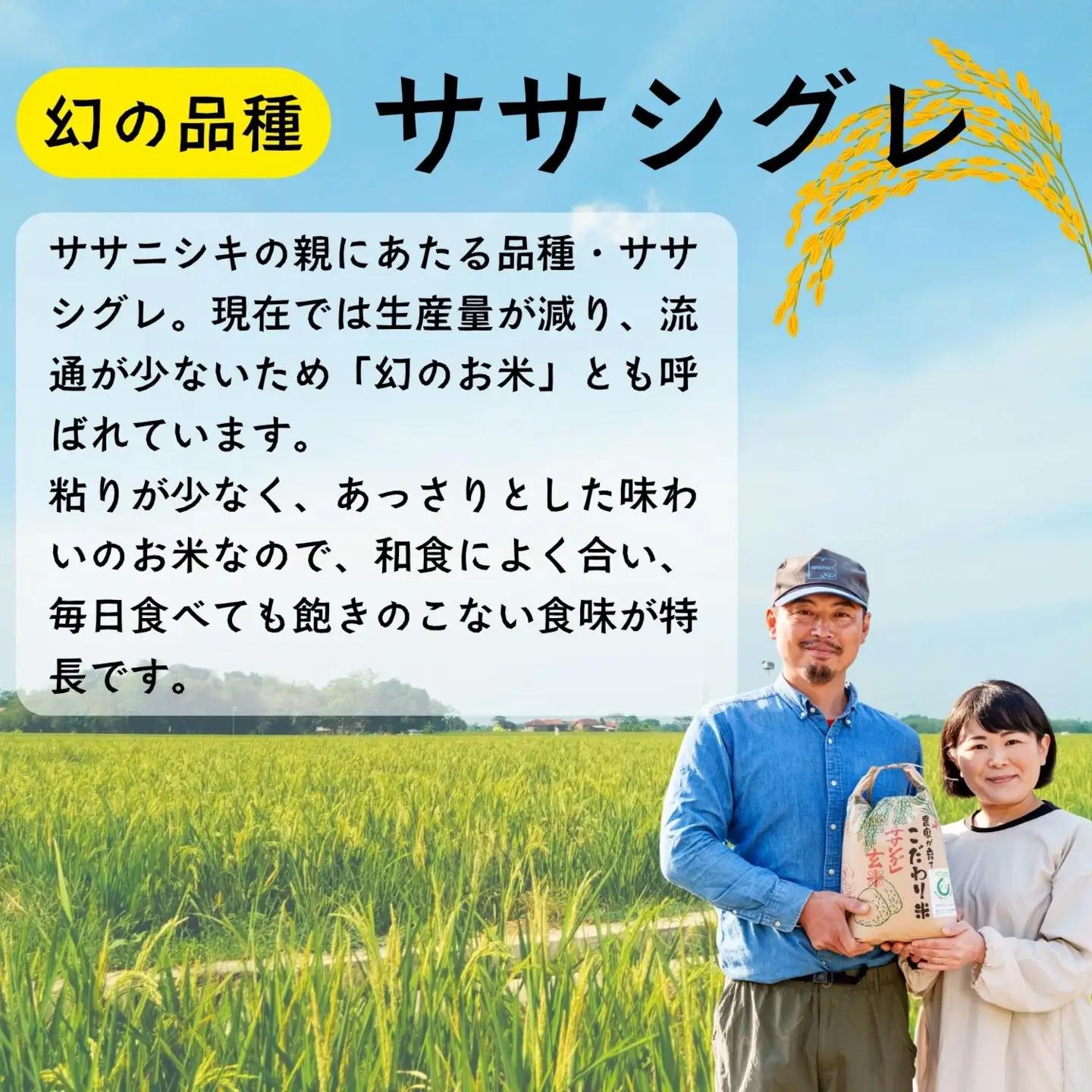 米 【4.5kg】 令和7年産 ササシグレ 長野県産 【やよい農園】7-88