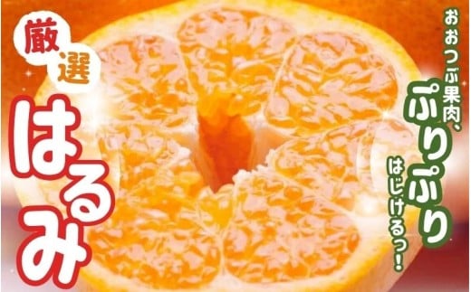 【先行予約】＜2月より発送＞厳選はるみ1kg+250g（傷み補償分）【デコポンの姉妹品種・新食感春みかん】【光センサー選別】 ※北海道・沖縄・離島への配送不可 フルーツ 果物 くだもの 柑橘【ikd141B】