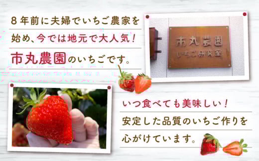 【発送月選択可能】【先行予約・全2回定期便】佐々町産 いちご 「ゆめのか」約1.0kg （250g×4パック）/回 （総量計2.0kg）【市丸農園 いちご研究室】 [QBF002]