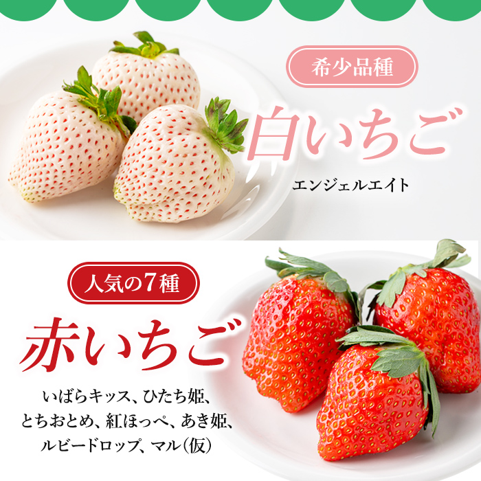 ＜先行予約受付中！2027年1月中旬以降順次発送予定＞ 大粒いちごセット 280g×2パック イチゴ 苺フルーツ 果物 くだもの デザート 期間限定 先行予約 【つづく農園】【ho1573】