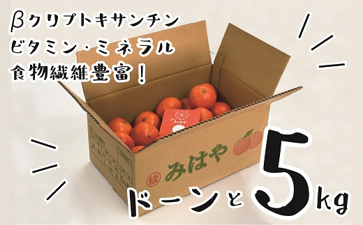 【先行受付】【訳あり】 みはや 5kg 果物 フルーツ くだもの 柑橘 みかん 蜜柑 新品種 おすすめ ワケアリ 不揃い 傷 Ｂ級品 プレゼント おすすめ おすそ分け 家庭用 おやつ スイーツ デザー