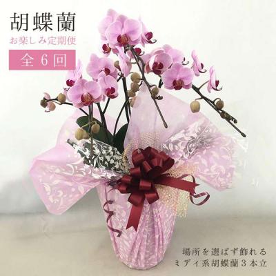 ふるさと納税 糸島市 【全6回定期便】胡蝶蘭 お楽しみ定期便(お祝い/開店祝い/就任祝い) はざま園芸 [AND003]