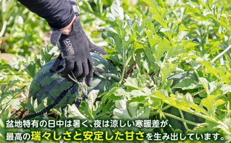 富良野産 大玉 スイカ 2L（7kg～）1玉 【マイティ21】 北海道 富良野