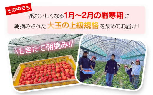 【先行予約】朝摘みあまおう 800g ※2027年2月中順次出荷予定 BD01-2 800g(400g×2)【2月中発送予定】