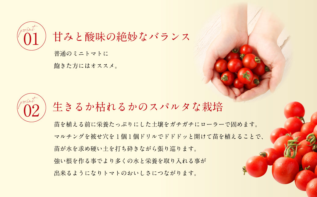 【年3回定期便/2025年1月発送開始】 ソムリエ ミニトマト プラチナ 3kg×3回 合計9kg とまと トマト 野菜 やさい 熊本県産 国産