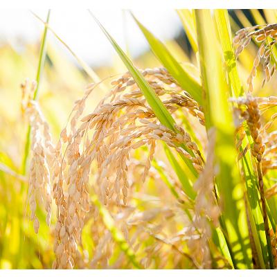 ふるさと納税 能登町 能登ひかり5kg【精米】 |  | 02