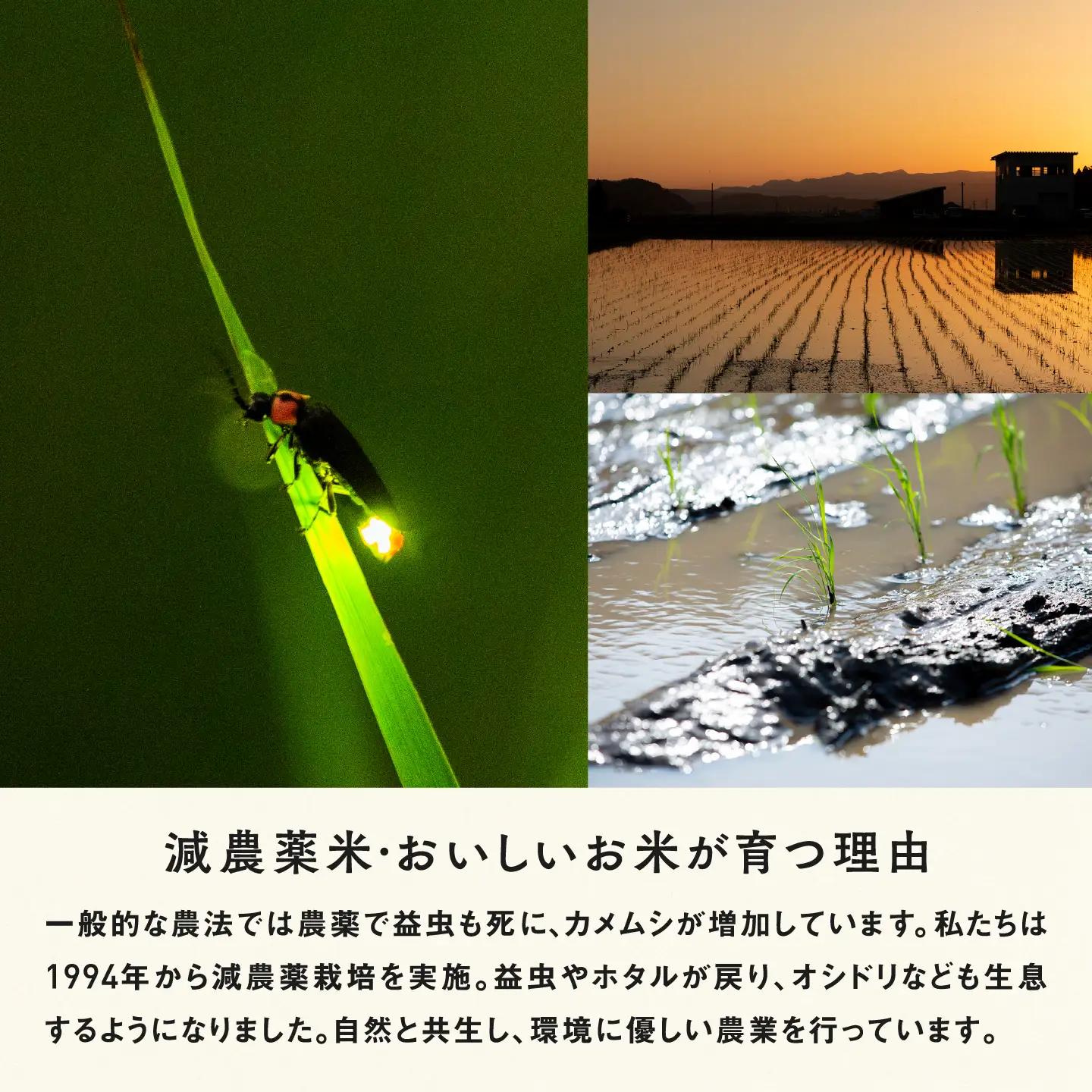 【令和8年産新米！】【先行予約】【2026年9月下旬以降順次発送予定】福井県産 内農米 イクヒカリ 10kg 白米 精米 