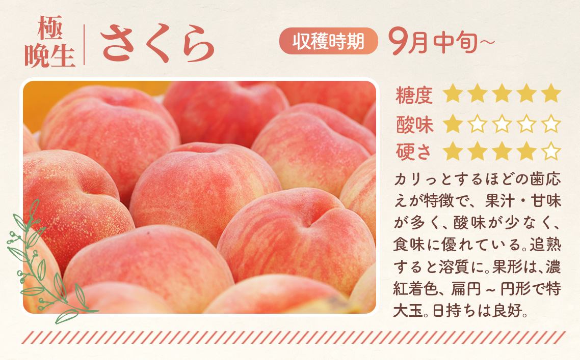 もも【さくら・2026年産先行受付】特秀3kg（8〜11玉）桑折町振興公社　桃 No.187