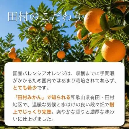 秀品　田村のバレンシアオレンジ　約7kg【配送不可地域：離島】【1766473】