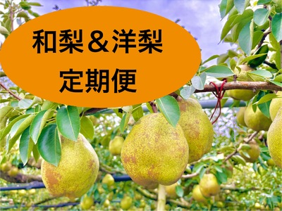 【定期便：全３回】和梨・洋梨の定期便（幸水、ラ・フランス、シルバーベル）　0142-2517
