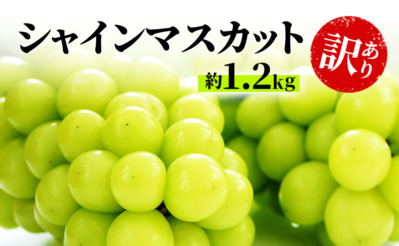 訳あり シャインマスカット 約1.2kg 粒 柳澤果樹園 ぶどう 長野 マスカット ブドウ フルーツ 果物 シャイン