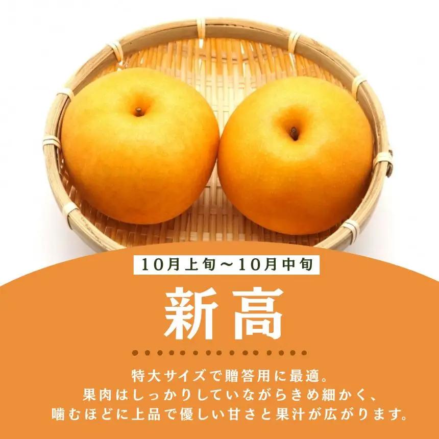 【2026年先行予約】秀品 新高 約3kg 梨 栃木県共通返礼品(栃木県産)