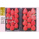 【ふるさと納税】 【 予約受付 】 いちご 紅ほっぺ 約560g （ 約280g × 2P ） 選べる発送月 いちご 苺 ストロベリー 産地直送 ご当地 果物 くだもの フルーツ デザート 朝どれ 完熟 食品 冷蔵 げんき農場 埼玉県 羽生市