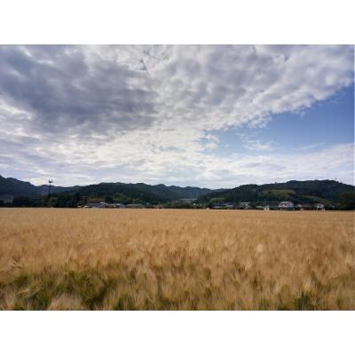 ふるさと納税 玖珠町 大分県産もち麦250g×4個 |  | 03