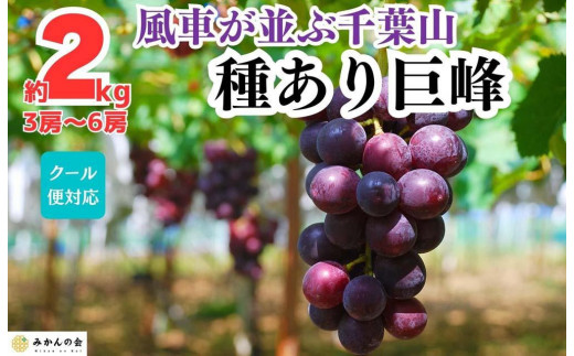 
                  ぶどう 巨峰 種あり 2kg 3～6房 和歌山県産 クール便対応 【みかんの会】
                