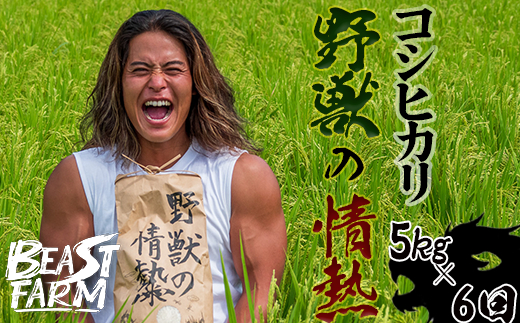 【令和8年産 新米早期予約】 コシヒカリ 3kg 5kg 10kg から 選べる内容量 定期便 野獣の情熱 8月下旬より発送 国産 高知県産 白米 精米 ごはん お米 産地直送 井上農園 ビースト農園