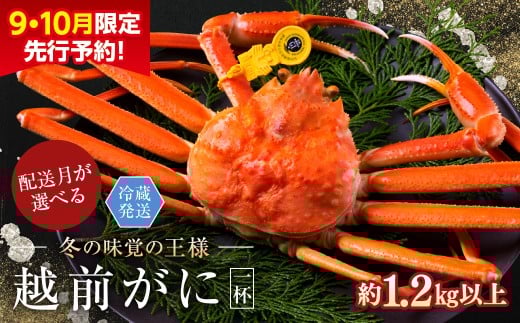 【2026年2月発送・指定日着可】【先行予約 9月10月限定】越前がに（オス）「ずわいがに」特特大サイズ（1.2kg以上）  1杯