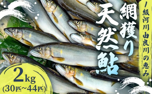 【2025年夏発送】 天然鮎 網獲り 約2kg（約30匹～44匹）【 由良川の網獲り 由良川漁協 鮮魚 生魚 活魚 あゆ 鮎 新鮮 魚 さかな 直送 舞鶴 京都 魚介 川魚 塩焼き 生あゆ 】