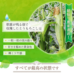朝採り 農家直送 とうもろこし 5kg「おおもの」（10 - 13本） 山形産 【2025年8月上旬頃から9月下旬頃発送予定】　012-B-HK011