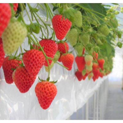 多湖農園のデカうまっ苺「紅ほっぺ」化粧箱入り 500g　【配送不可地域：離島・北海道・沖縄県】