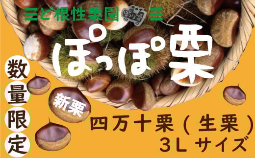 
            【 早期受付 期間限定 数量限定 】新栗 ど根性栗園「ぽっぽ栗」の 四万十栗 3Ｌサイズ 生栗 1kg 高知 四万十 しまんと 栗 くり マロン 渋皮煮 フルーツ 秋の味覚 旬 甘い 国産 【2025年10月中旬～11月中旬配送】25-725
          