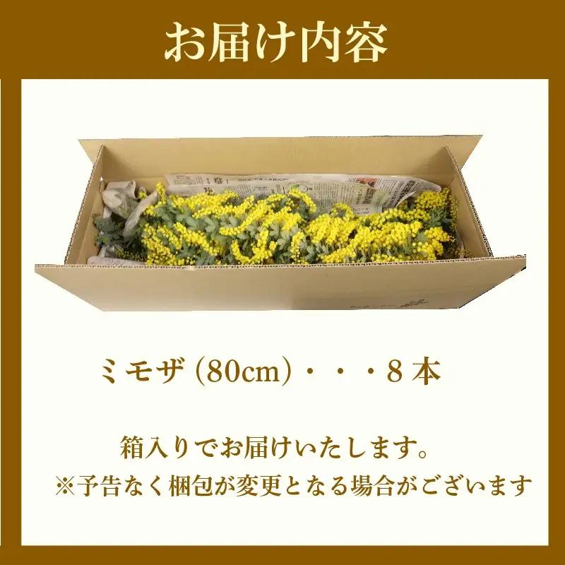 牧之原産 ミモザ切り花 80cm×8本 手作り 緑王園芸 お花 観葉 静岡県 牧之原市 