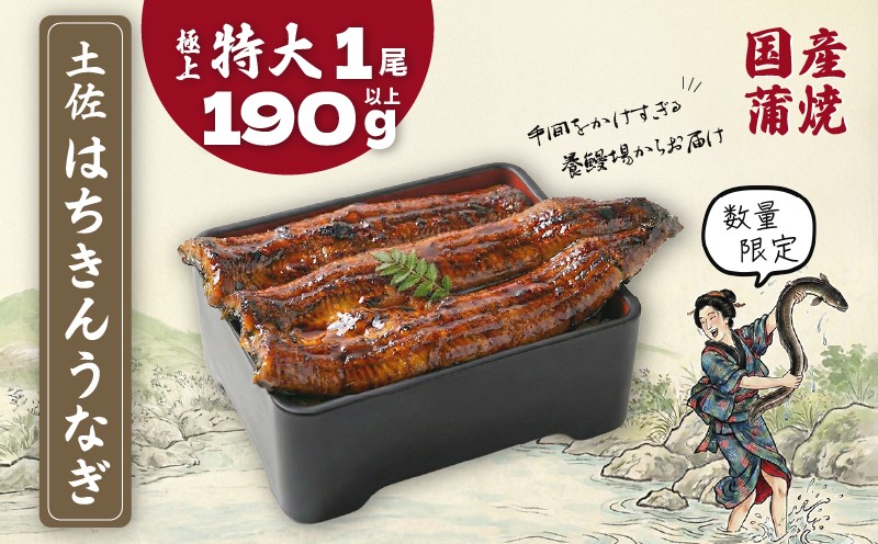 
                  限定 国産 鰻 土佐はちきん うなぎ 特大 蒲焼き 190g以上 × 1尾 | ウナギ かば焼き きざみ ひつまぶし めす 蒲焼 上 特上 大 特大 超特大 柔らか 極太 極上 贈答 限定 こだわり ギフト 冷凍 高知県 南国市
                