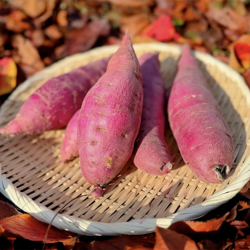 【ふるさと納税】安納芋　5kg　富山県 | 安納芋 あんのういも いも イモ 芋 濃密 蜜 野菜 やさい 食品 人気 おすすめ 送料無料
