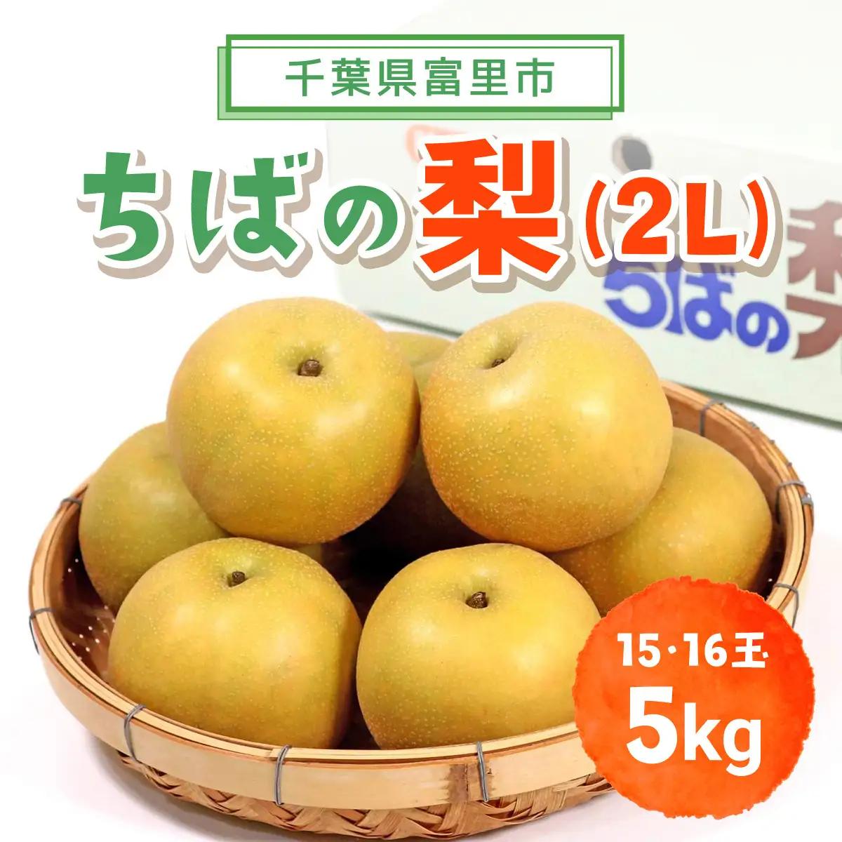 【2026年発送先行予約】【数量・期間限定】旬をお届け！富里市産 梨２L ５㎏（15,16玉）/ なし 梨 秋の味覚 産地直送 甘い 旨味 送料無料 期間限定 数量限定 JA JA富里 農協 ちば 千葉県産とみさと 富里 富里市 TMF009