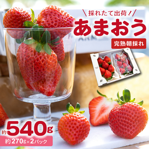 【採れたて出荷】福岡県産あまおう270g×2パック_R00505