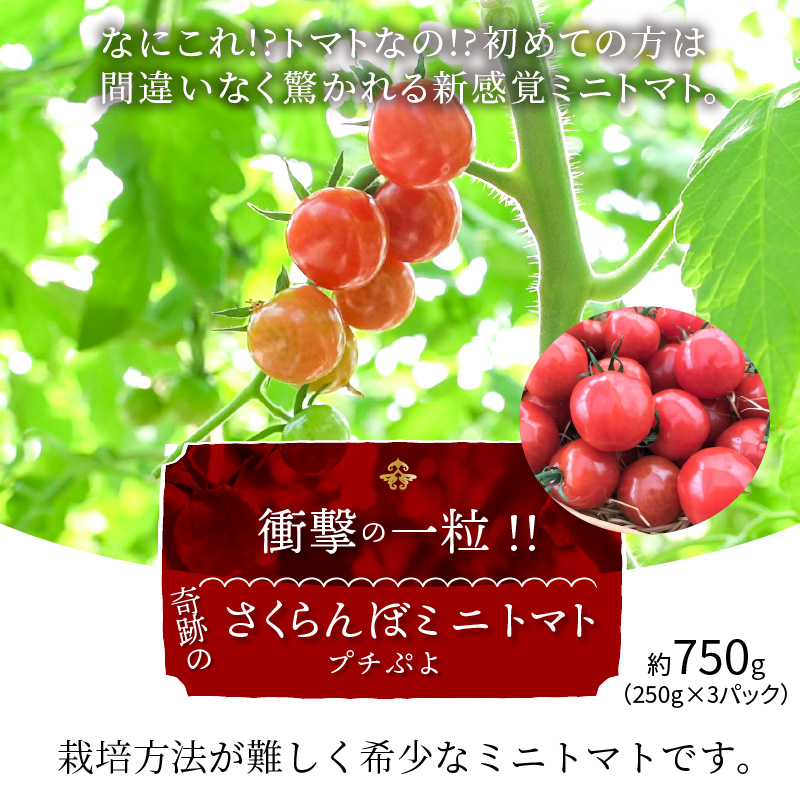 【2026年度予約分】衝撃の一粒!!奇跡のさくらんぼミニトマト(プチぷよ) 約750g（250g×3パック） ソムリエサミット 金賞 受賞 長田農園 産地直送 トマト とまと 野菜 やさい フルーツ サラダ 濃厚 甘い ご褒美 プレゼント 美容 健康 リピート多数 人気 高評価 数量限定 碧南市 H004-172
