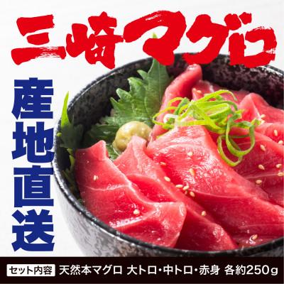 ふるさと納税 三浦市 三崎マグロ　鈴木水産　天然本マグロ(大トロ・中トロ・赤身)セット |  | 01