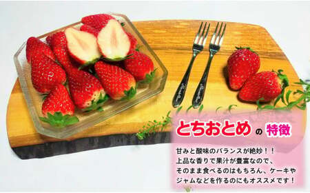 先行予約 いちご とちおとめ やよいひめ 約250g×8パック 計2㎏ いちご